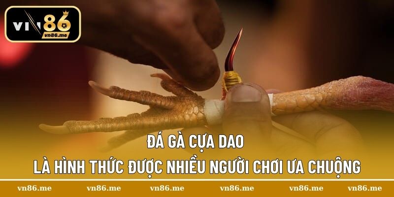 Trường Gà Savan – Điểm Hẹn Của Những Trận Chiến Kịch Tính 2 Đá gà cựa dao là hình thức được nhiều người chơi ưa chuộng