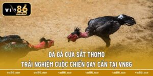 đá gà cựa sắt thomo