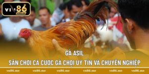 Gà Asil