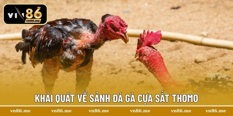 Đá gà cựa sắt Thomo – Trải Nghiệm Cuộc Chiến Gay Cấn Tại Vn86 1 Khái quát về sảnh đá gà cựa sắt Thomo