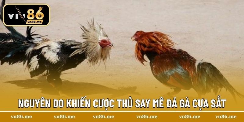 Đá Gà Cựa Sắt Vn86 | Nơi Hội Tụ Của Những Chiến Thần Cựa Sắt 2 Nguyên do khiến cược thủ say mê đá gà cựa sắt