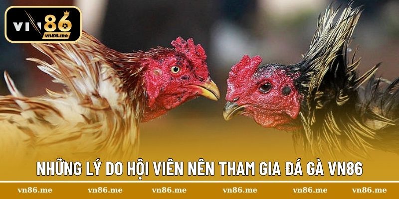 Những lý do hội viên nên tham gia đá gà Vn86