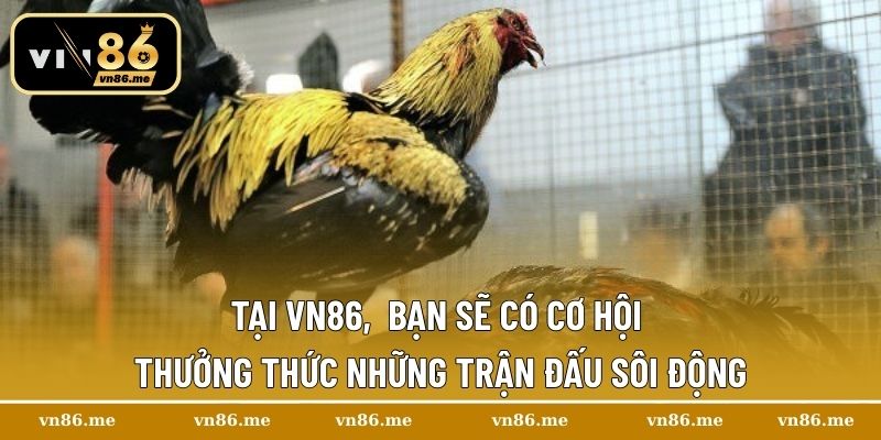 Trường Gà Savan – Điểm Hẹn Của Những Trận Chiến Kịch Tính 3 Tại Vn86, bạn sẽ có cơ hội thưởng thức những trận đấu sôi động