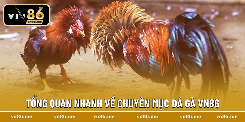 Tổng quan nhanh về chuyên mục đá gà Vn86