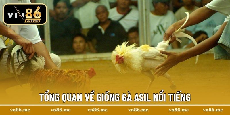 Gà Asil – Sân Chơi Cá Cược Gà Chọi Uy Tín Và Chuyên Nghiệp 1 Tổng quan về giống gà Asil nổi tiếng