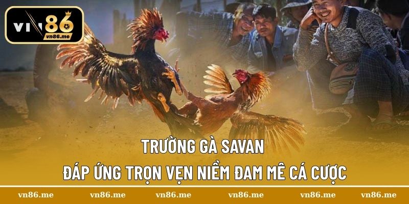 Trường Gà Savan – Điểm Hẹn Của Những Trận Chiến Kịch Tính 1 Trường gà Savan đáp ứng trọn vẹn niềm đam mê cá cược