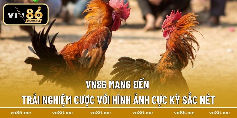 Gà Asil – Sân Chơi Cá Cược Gà Chọi Uy Tín Và Chuyên Nghiệp 2 Vn86 mang đến trải nghiệm cược với hình ảnh cực kỳ sắc nét